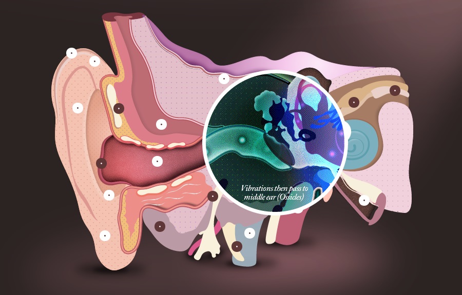 The Interactive Ear The FWA