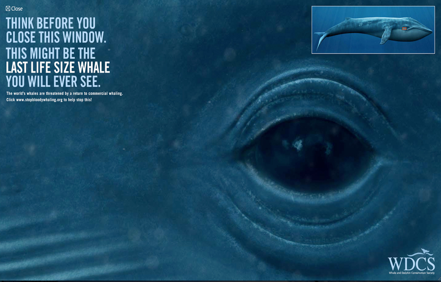 blue whale eye