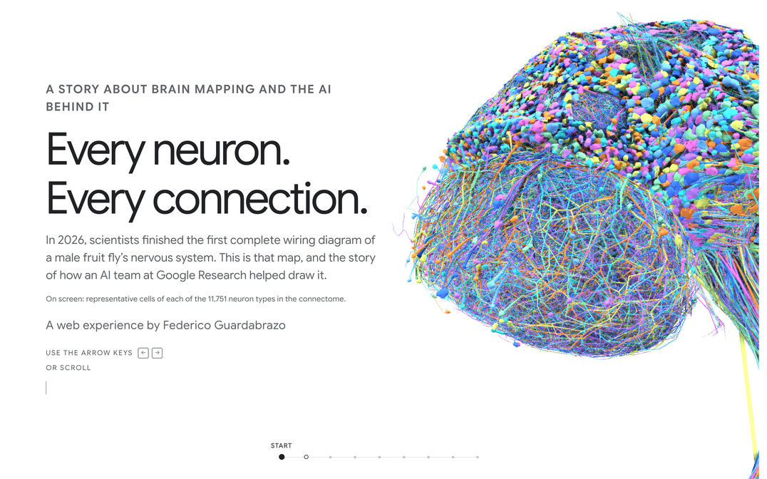 Every Neuron