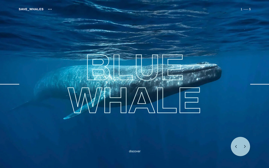 Save Whales | Search by Muzli